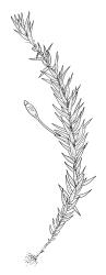 Tetraphidopsis pusilla, habit with capsule. Drawn from A.J. Fife 9314, CHR 477164.
 Image: R.C. Wagstaff © Landcare Research 2018 